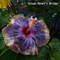 Taiwan Monet,s Bridge